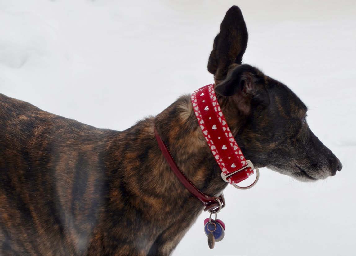 Greyhound with collar