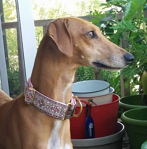 Greyhound wearing a collar