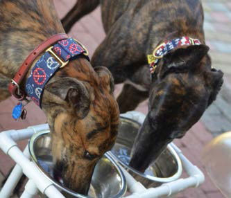 Greyhounds drinking water